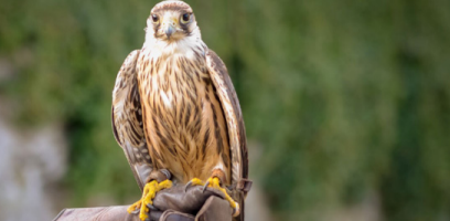 Anixter helps secure Ireland's National Bird Of Prey Centre